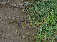 Chipmunk